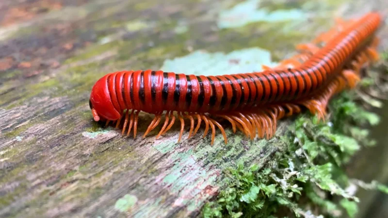 Millipedes: Nature’s Unexpected Pain Relief