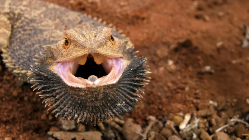 Scientists Discover Gene Behind Bearded Dragons’ Sex-Switching Ability