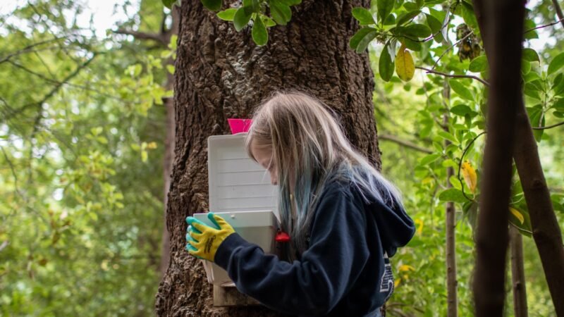 New Zealand’s Backyard Trappers: Heroes for Rare Bird Survival