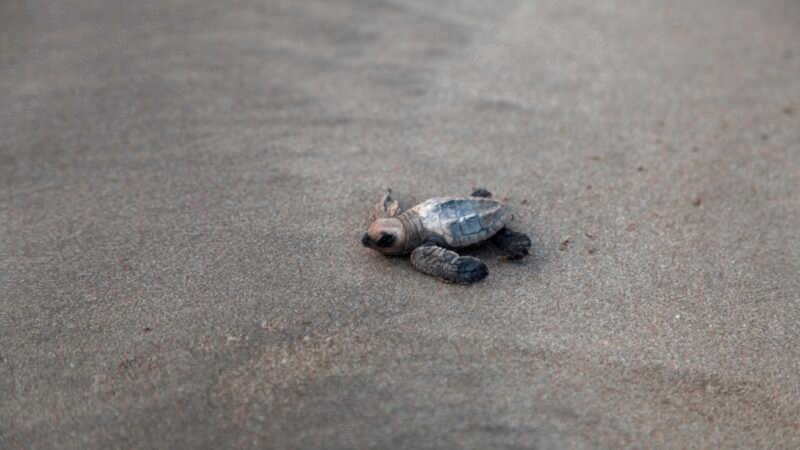 Resilient Shores: The Olive Ridley Comeback