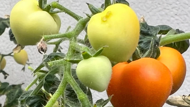 Hidden Hazards: Crops Storing Drugs in Their Leaves