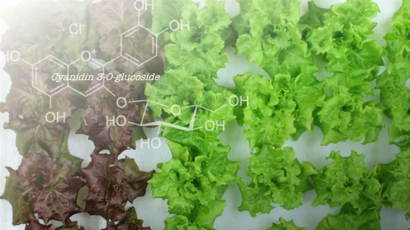 Scientists Transform Red Lettuce to Green: The Unexpected Result!