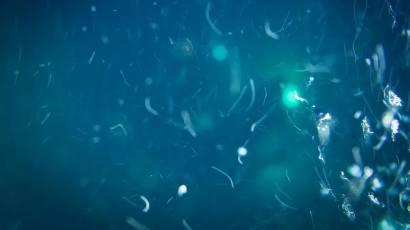 Deep-Sea Life’s Unbelievable Secret Food Revealed!