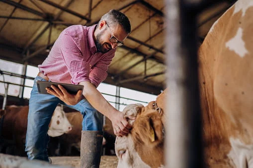 Nordic Collar Tracks Grazing Livestock Health
