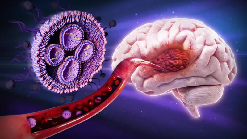 Sweet Relief: Therapy Boosts Brain Cancer Survival in Mice by 50%