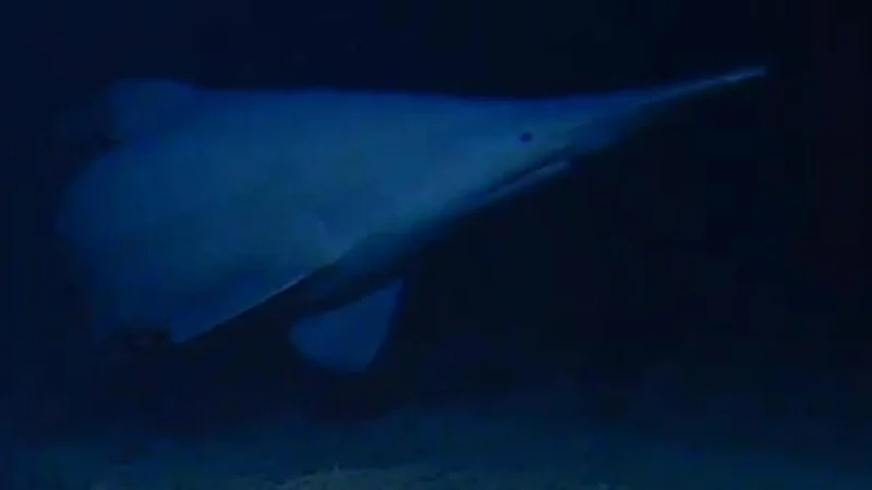 First-Ever Footage of Living Goblin Shark Captured in the Deep Sea!