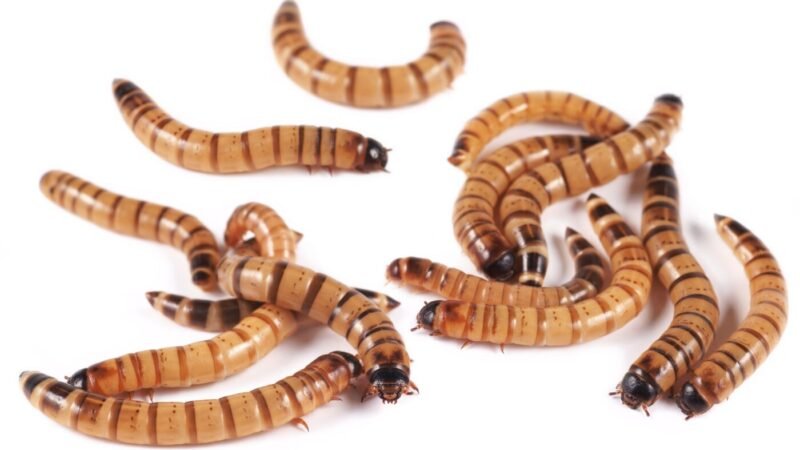 Pet Store Bugs: Tiny Allies in Big Scientific Discoveries
