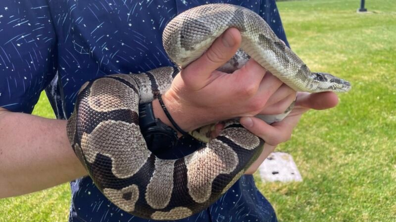Unlocking Secrets: How Python Biology Could Revolutionize Disease Treatment