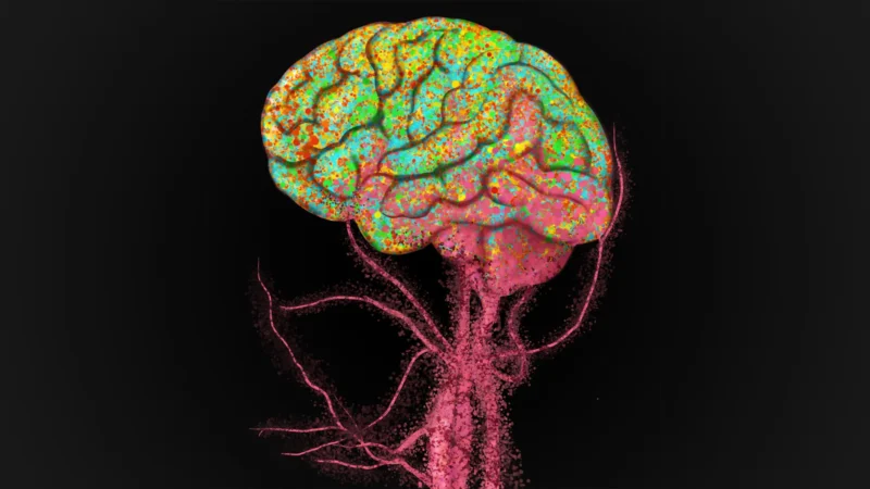 Immune Cells Surge into the Aging Brain